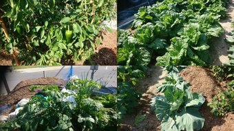 10月の野菜画像