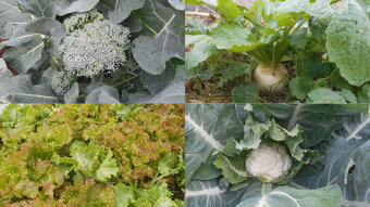 12月の野菜画像